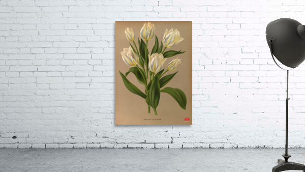 Album van Eeden : Haarlems flora : 1872-1881 Wall Preview