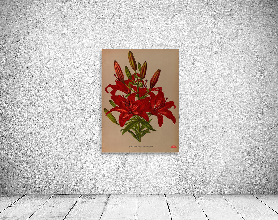 Album van Eeden : Haarlems flora : 1872-1881 Wall Preview