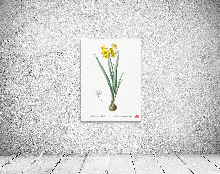 Daffodil illustration  Wall Preview