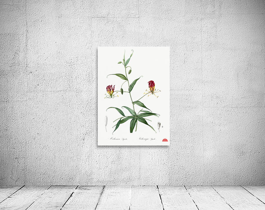 Flame lily illustration  Wall Preview