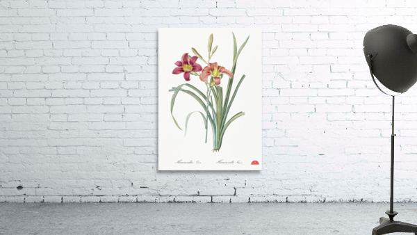 Orange day lily illustration  Wall Preview