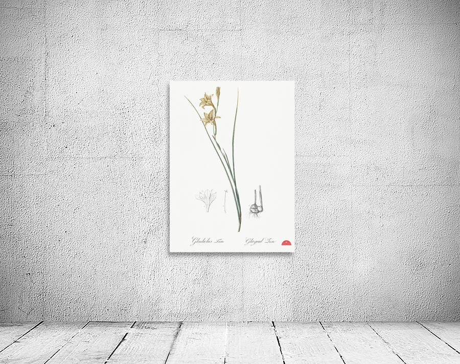 Lady slipper orchid illustration  Wall Preview