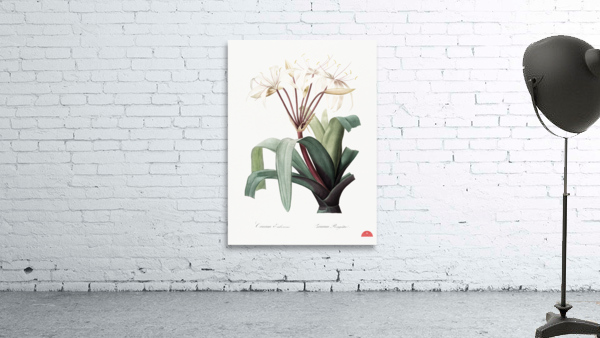 Crinum erubescens illustration  Wall Preview