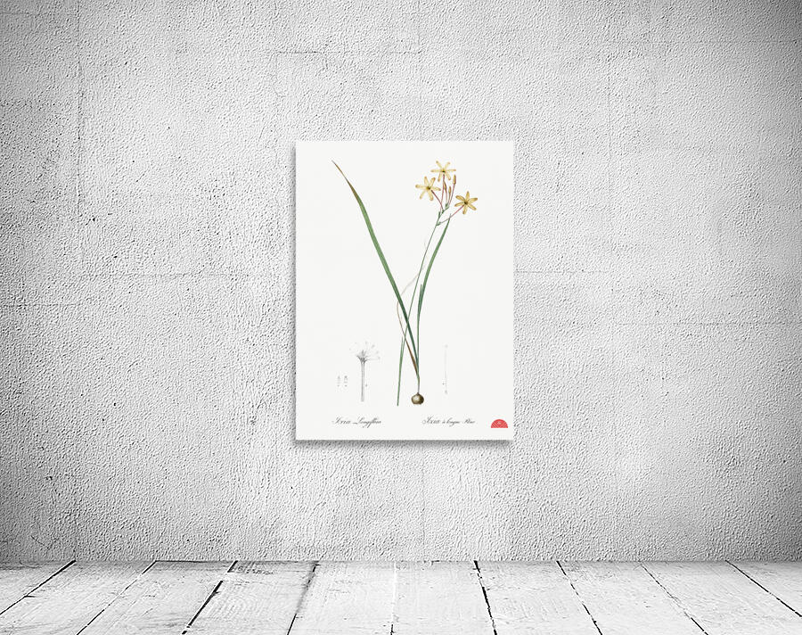 Ixia longiflora illustration  Wall Preview