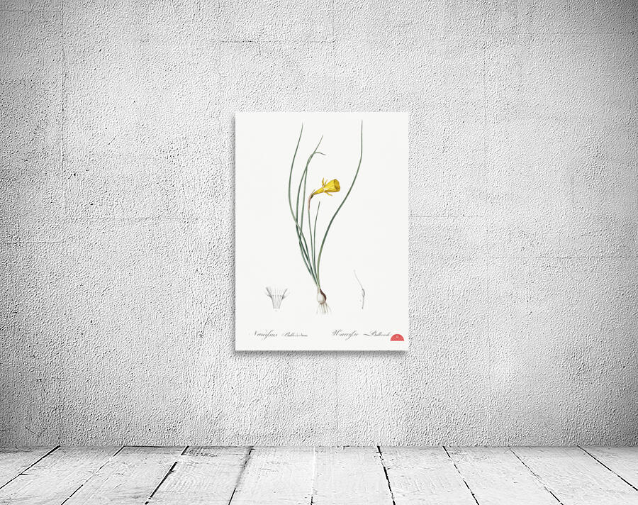 Daffodil illustration  Wall Preview