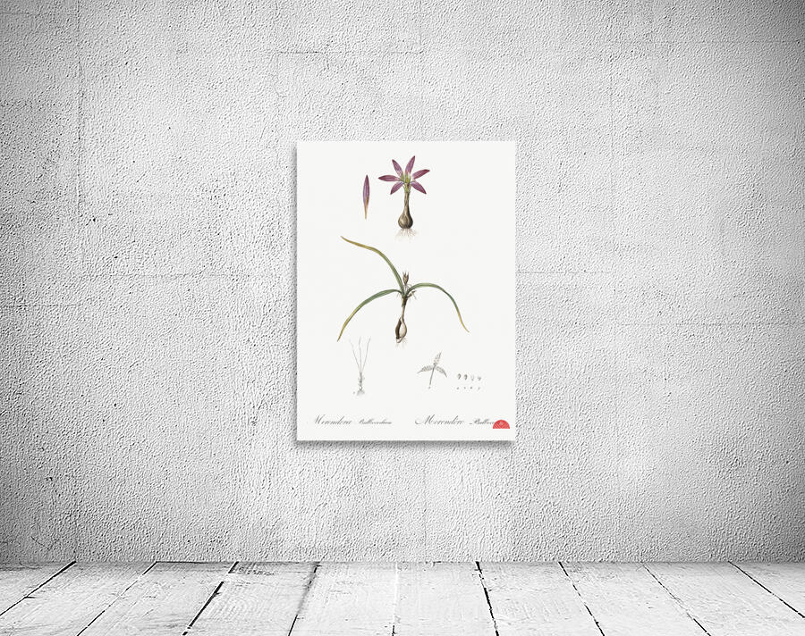 Spring meadow saffron illustration  Wall Preview