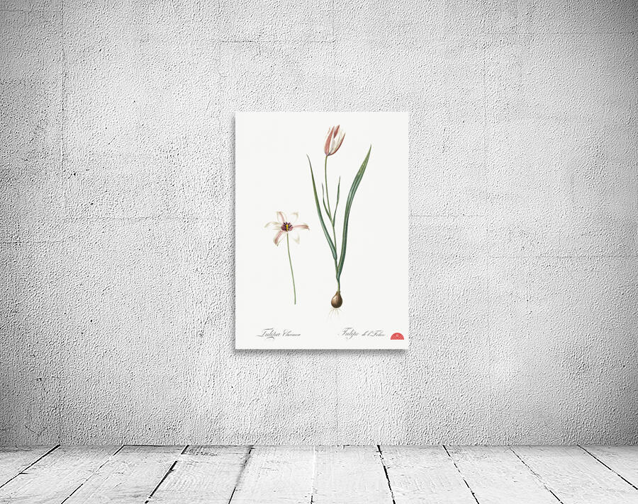 Lady tulip illustration  Wall Preview