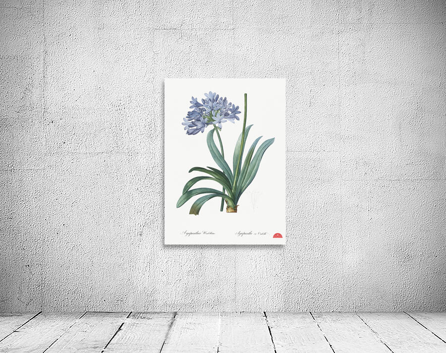 Lily of the Nile illustration  Wall Preview