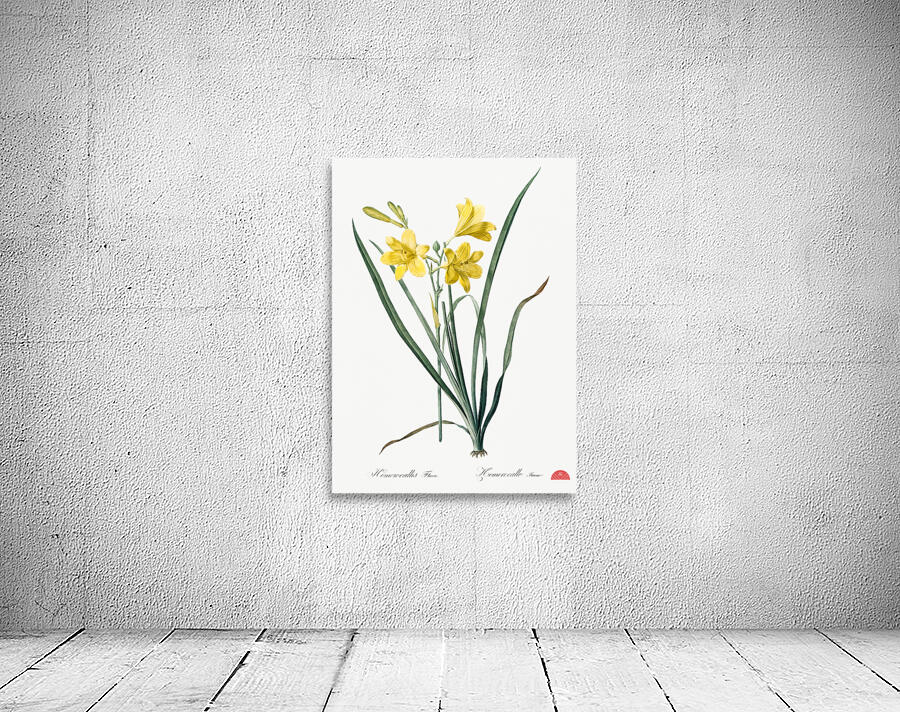 Daylily illustration  Wall Preview