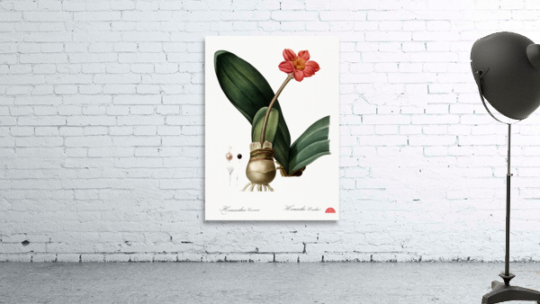 Blood lily illustration  Wall Preview