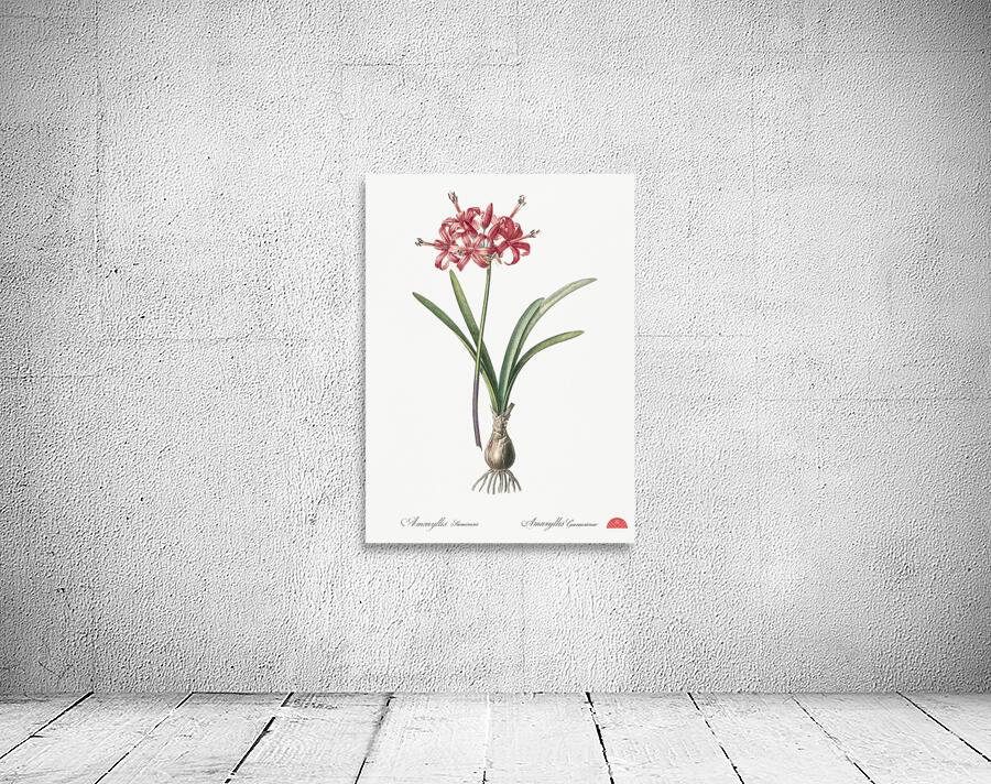 Guernsey lily illustration  Wall Preview