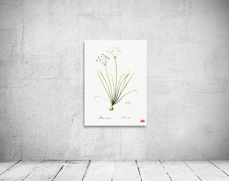 Allium straitum illustration  Wall Preview