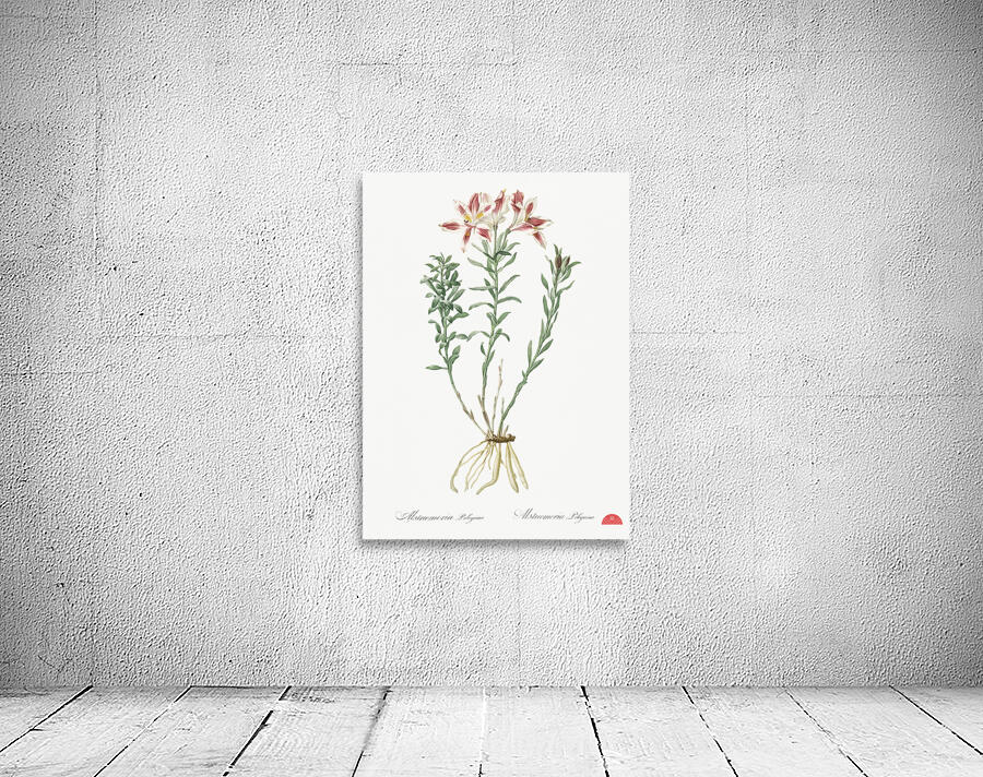 Lily of the Incas illustration  Wall Preview