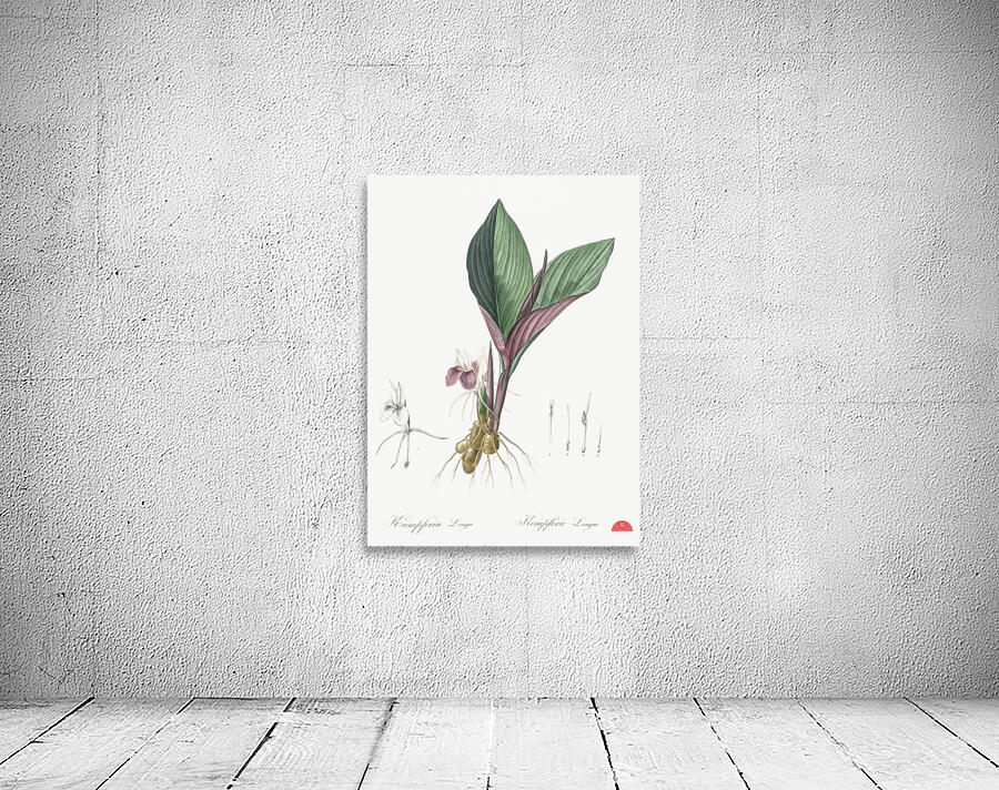 Koemferia longa illustration  Wall Preview