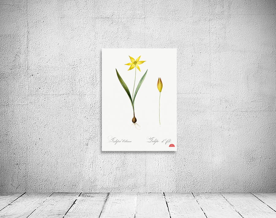 Tulipa celsiana illustration  Wall Preview