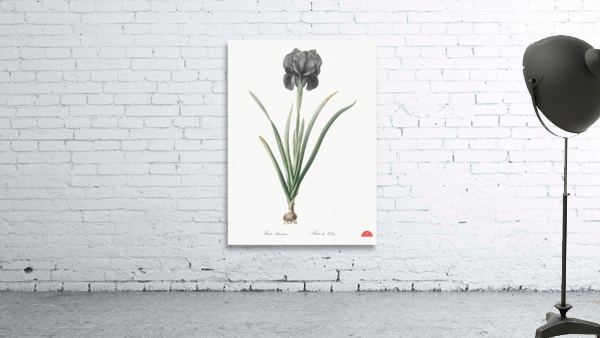 Mourning iris illustration  Wall Preview