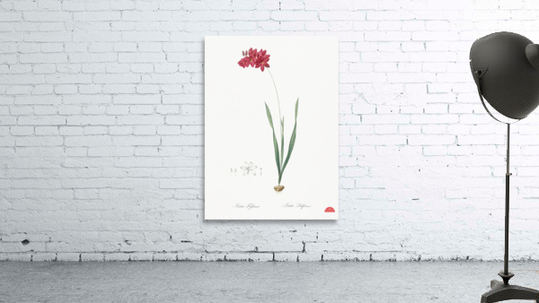 Ixia filiformis illustration  Wall Preview