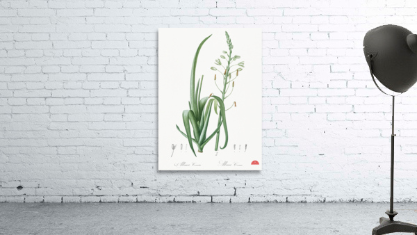 Albuca cornuta illustration  Wall Preview