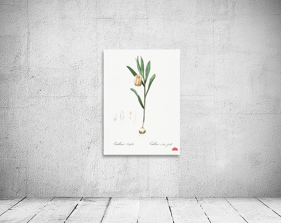 Lachenalia pendula illustration  Wall Preview