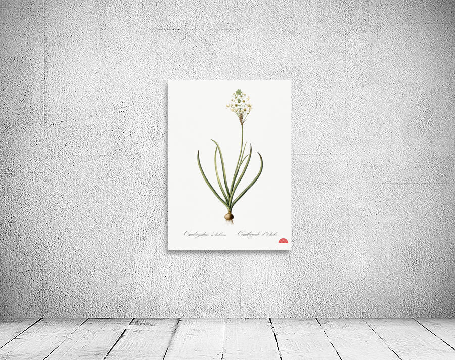 Arabian starflower illustration  Wall Preview