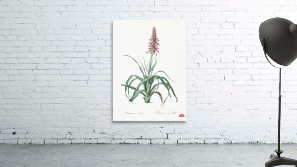 Pina cortadora illustration  Wall Preview