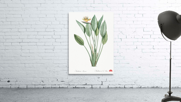 Bird of paradise illustration  Wall Preview