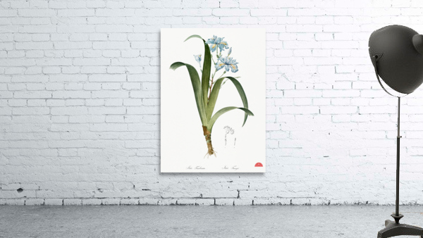 Iris fimbriata illustration  Wall Preview