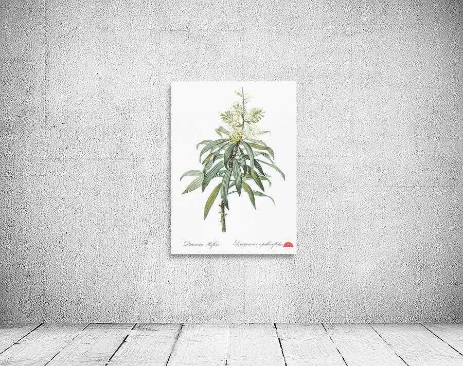 Pleomele illustration  Wall Preview