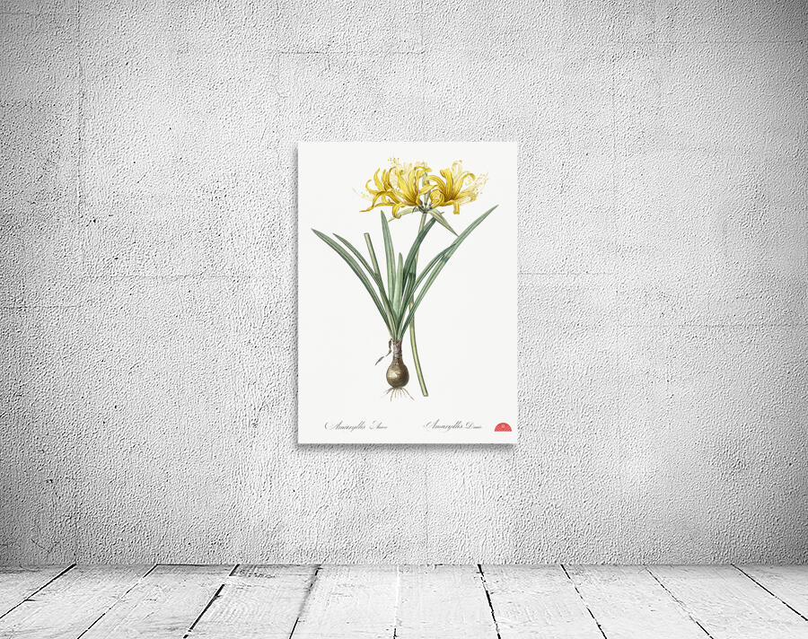 Golden Hurricane Lily illustration  Wall Preview