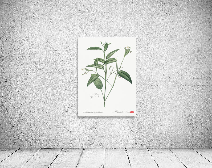 Maranta arundinacea illustration  Wall Preview