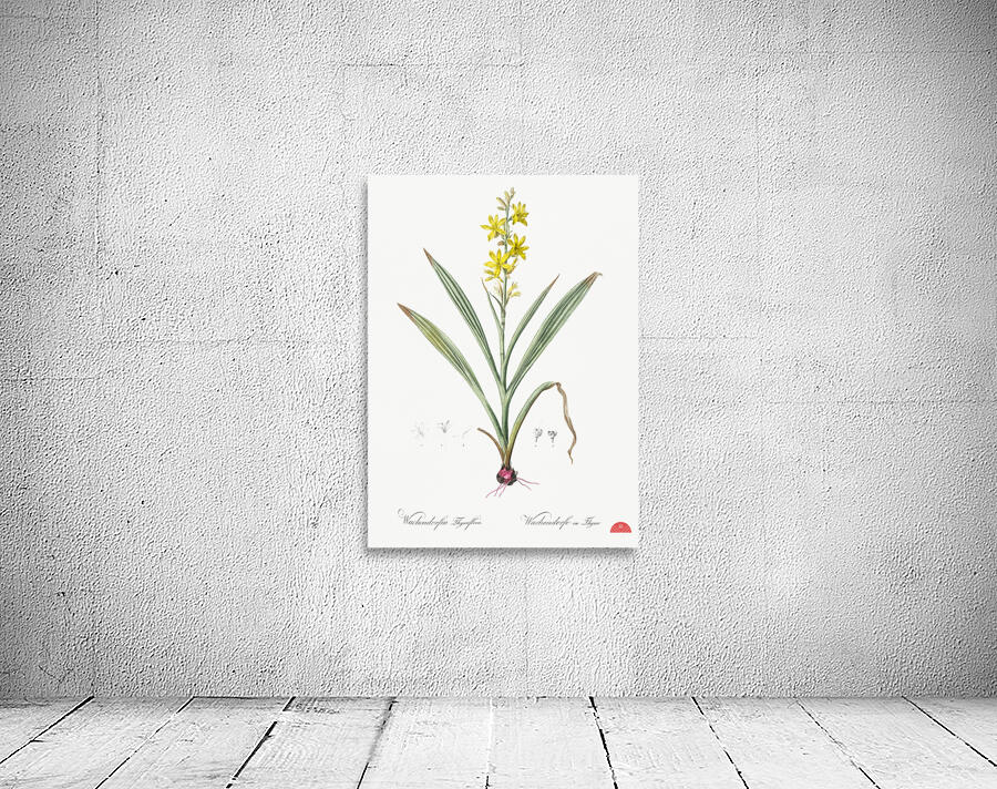 Wachendorfia thyrsiflora illustration  Wall Preview