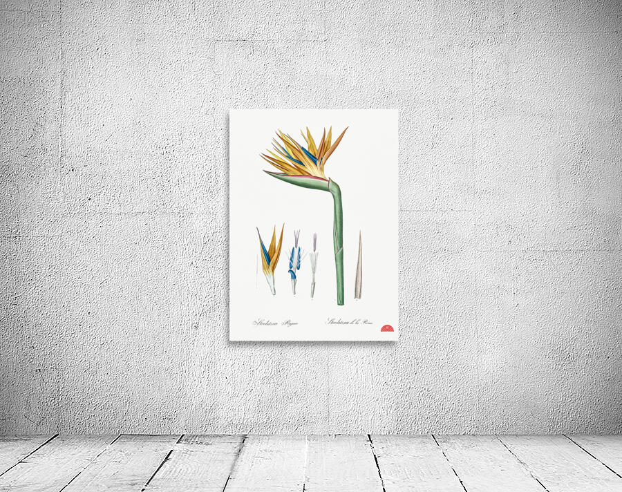 Bird of paradise illustration  Wall Preview