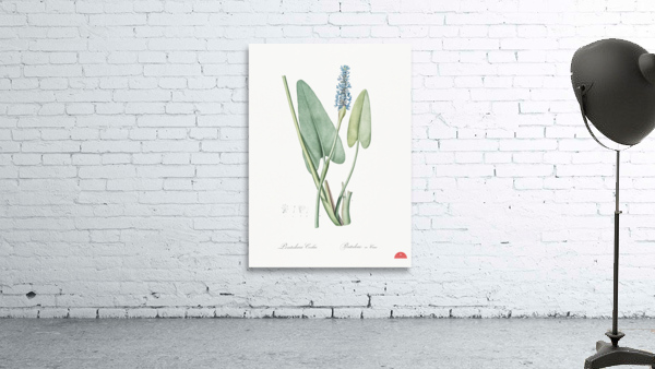 Pickerelweed illustration  Wall Preview