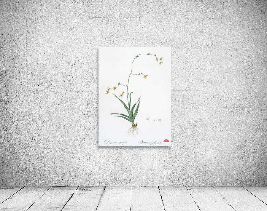 Diasia iridifolia illustration  Wall Preview