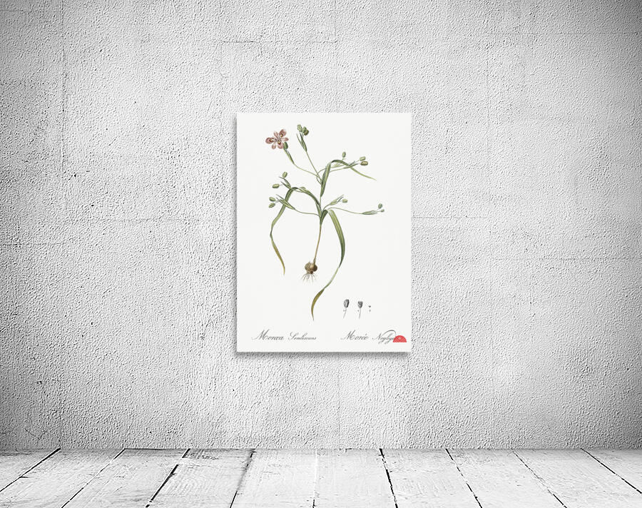 Moraea sordescens illustration  Wall Preview