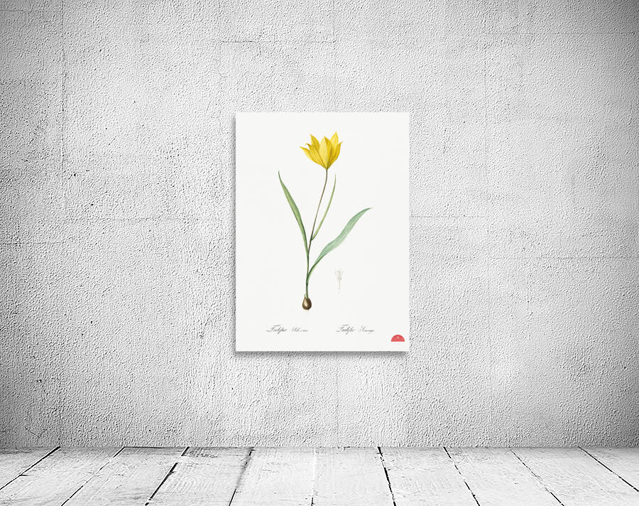 Tulipa sylvestris illustration  Wall Preview
