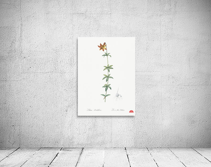 Lilium penduliflorum illustration  Wall Preview