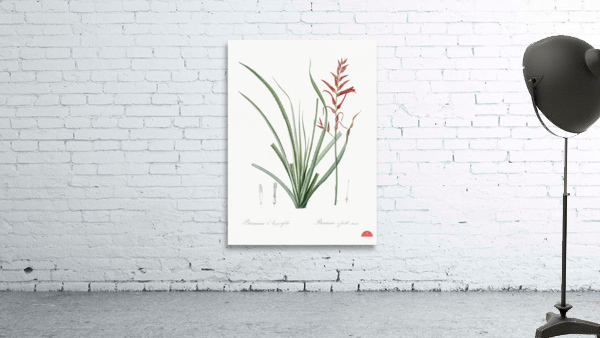 Pitcairnia angustifolia illustration  Wall Preview