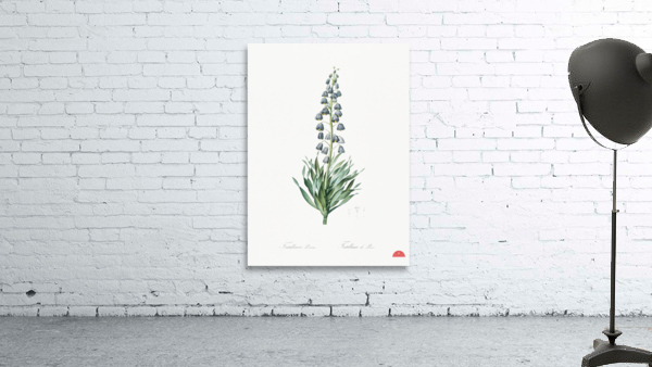 Persian lily illustration Wall Preview