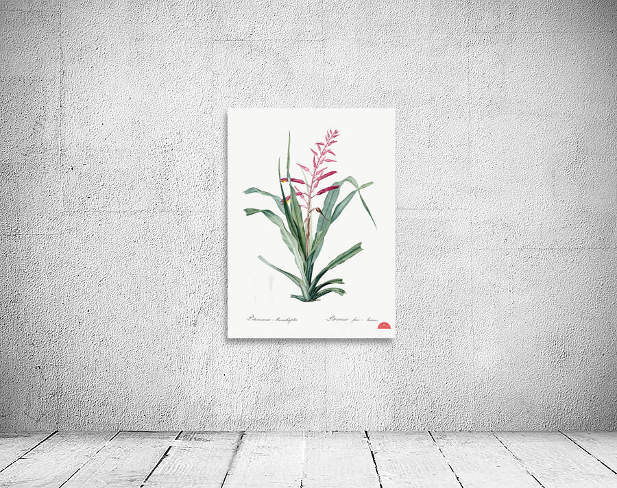 Pitcairnia bromeliaefolia illustration  Wall Preview