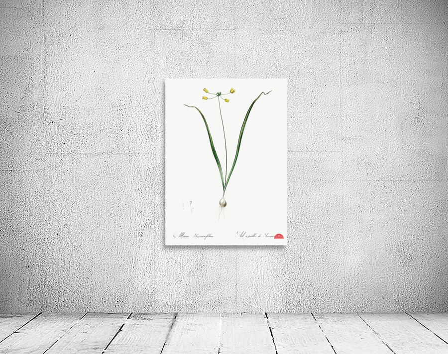 Small yellow onion illustration  Wall Preview