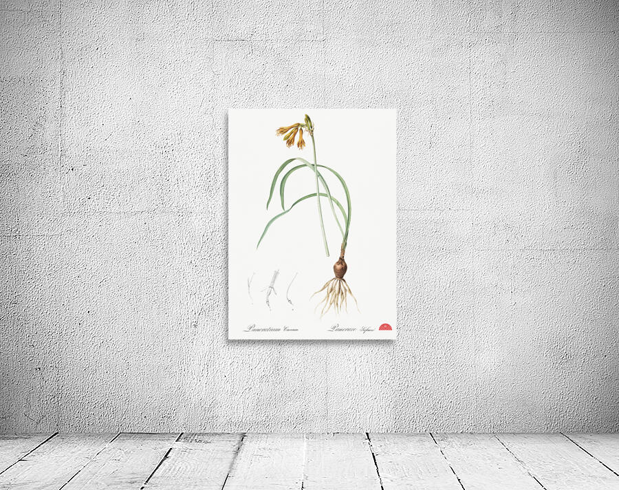 iPancratium croceum llustration  Wall Preview