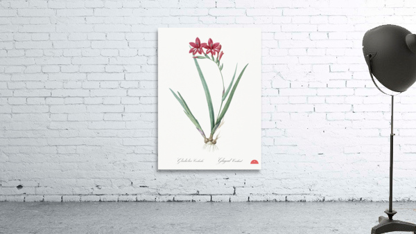 Gladiolus cardinalis illustration  Wall Preview