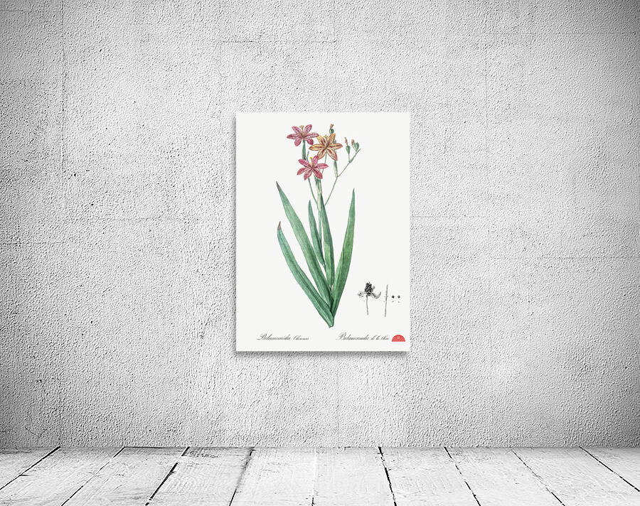 Blackberry Lily illustration  Wall Preview