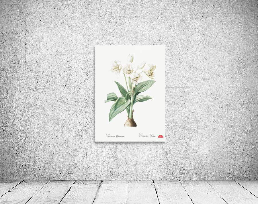 Crinum giganteum illustration  Wall Preview