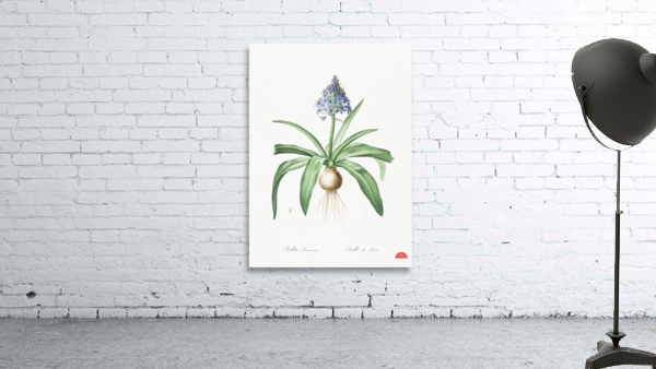 Portuguese squill illustration  Wall Preview