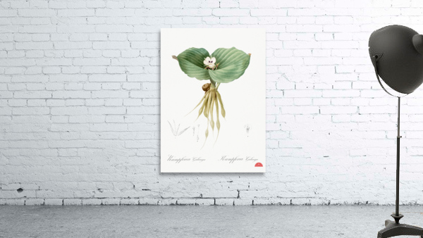 Sand ginger illustration  Wall Preview