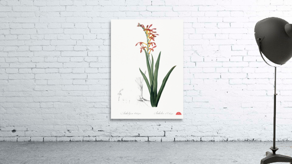 Antholyza aethiopica illustration  Wall Preview