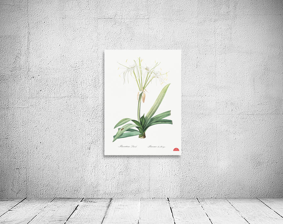 Pancratium littorale illustration  Wall Preview