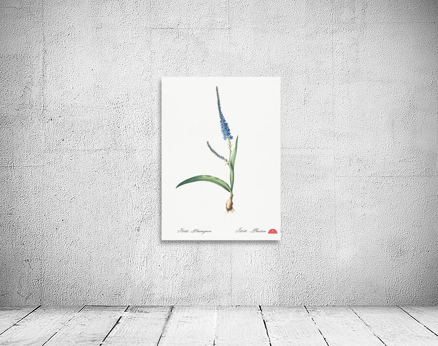 Ixia plantaginea illustration  Wall Preview